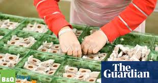 Try farmyard manure for soil conditioning, mulching. B Q Sells Bedding Plants In Compostable Containers Guardian Sustainable Business The Guardian