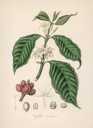 Image result for Coffea arabica
