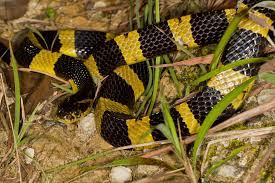 Pin On Snake