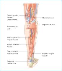 The deep posterior compartment lies deep within the back of the lower leg. Posterior Leg Basicmedical Key
