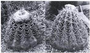 Ive investigated that road….one night a group of us were driving down the road to find areas to investigate and my friends jeep suddenly died ….as well as caught one picture of a partial female face and long hair ….also seen a black mass moving across. The Genus Melocactus Cactaceae In Central And South America