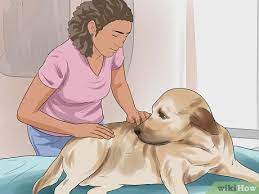 Routine blood tests don't typically tell us enough about cancer. How To Detect Skin Cancer In Dogs 10 Steps With Pictures
