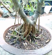 Image result for Ficus laurifolia