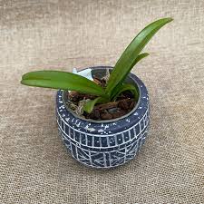 Image result for Acampe