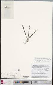 Image result for Polystachya pamelae