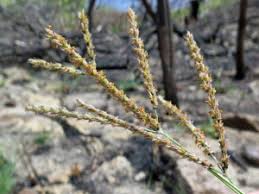 Image result for Alloteropsis