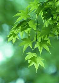 24559 wallpaper daun ganja keren 562 x 900. Muna Mun Muna7334 Profil Pinterest
