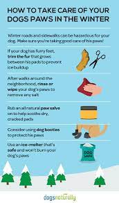 Winter Can Be A Fun Time For Your Dog But It Can Also Pose A Few Risks Use These Winter Safety Tips To Protect Your Dog All Dog Care Pet Health