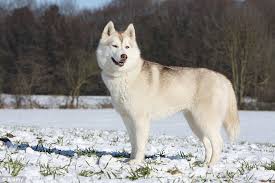Alaskan Malamute Growth Chart Dogs Breeds And Everything