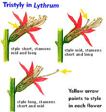 Image result for Trilepisium