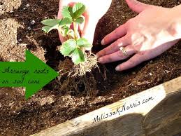 Sawdust is one of the best materials to use as mulch around blueberry bushes. How To Plant Strawberries 5 Tips To Success