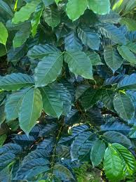 Image result for Coffea schliebenii