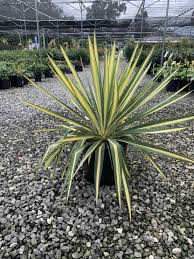 Image result for Yucca