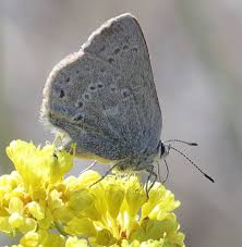 Image result for Satyrium compactum