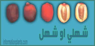 تمر شـهلي او شـهل عماني قسم التمور مع الصور قسم التمور انواع الاسماك مع الصور معلوماتية نبات حيوان اسماك فوائد Mani Eggplant Vegetables