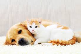 These two species can actually get along quite well despite their significant differences. Do Cats Or Dogs Love You More How Cats And Dogs Feel Love
