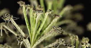 Image result for Bryophyllum tubiflorum