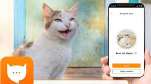 Upon death, isaac respawns with 1 red heart container. Meowtalk Alexa Developer S App To Translate Cat S Miaow Bbc News