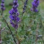 Image result for Lupinus pubescens
