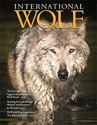 The intl wolf center advances the survival of wolf populations by teaching about wolves, their relationship to wild lands and the human role in their future. International Wolf Center Intlwolfcenter Profile Pinterest
