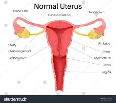 Image result for uterus
