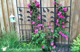 To celebrate the arrival of 20+ best fast growing flowering vines and climbing plants to provide shade, colors and fragrance, create. 20 Excellent Trellis Plants For Your Garden Get Busy Gardening