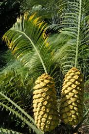Image result for Encephalartos villosus