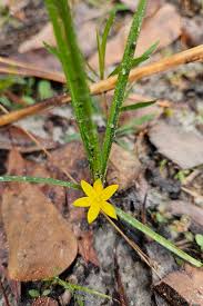 Image result for Hypoxis rigidula