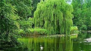 Willow trees' need for balance is essential. Willow Trees For Sale At Tn Mail Order Nursery