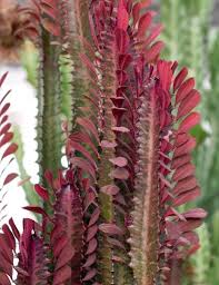 Image result for Euphorbia williamsonii