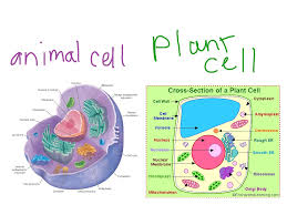 Labeled diagram of a plant and animal cell. Animal Cell Compared To Plant Cell Showme