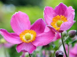 Perennial flowers are different from annual flowers. 20 Plants With Pink Flowers Bbc Gardeners World Magazine