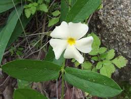 Image result for Thunbergia mildbraediana