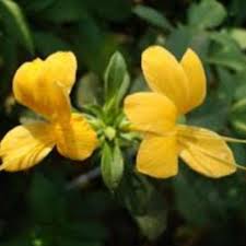 Image result for Barleria superata