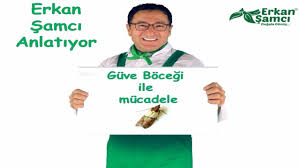 Hemen hemen her evde zaman zaman tahıllarda zaman zaman deri başta olmak üzere giyim eşyalarında görülen güveler larva evresinden kelebek evresine dek açıkta kalan gıda maddelerimizi tüketen ve giyim eşyalarımıza yerleşmesi halinde. Guve Kelebegi Nasil Yok Edilir Youtube