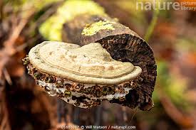 Image result for Ganoderma applanatum