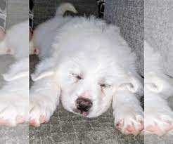 We did not find results for: Puppyfinder Com Great Pyrenees Puppies Puppies For Sale Near Me In Alabama Usa Page 1 Displays 10