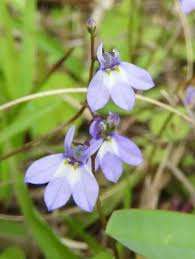 Image result for Lobelia fervens