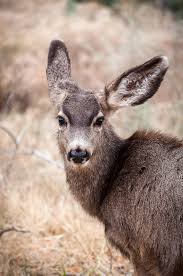 A Curious Mule Deer Doe I Found In Zion National Park Http Ift Tt 2iwg7mk Mule Deer Deer Doe Animals
