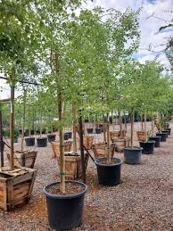 Image result for Dalbergia