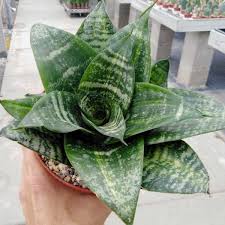 Image result for Sansevieria trifasciata