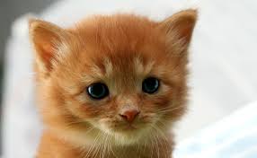 Informations et situation de l'association association pour la protection des chats libres de bourges médecine animale, vétérinaire dans la ville de bourges. Chatons A Donner Ou Quand Comment Donner Vos Petits Chats