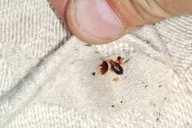Looking for a pest control company in richmond? Bat Bee Hornet Removal Emergency Bed Bugs Removal Richmond Va