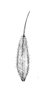 Image result for Pseudobromus