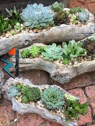 Use the succulent identification chart to find your unknown succulents; Driftwood Planters Rock Garden Landscaping Planting Succulents Rock Garden