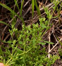 Image result for Polycarpon prostratum