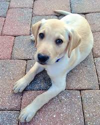 Maybe you would like to learn more about one of these? Sammy Sutt åœ¨instagram ä¸Šå'å¸ƒ Happy National Puppy Day We Are All Still Puppies At Heart No Matter What Age Nation In 2021 Puppy Day National Puppy Day Puppies