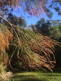 Image result for Casuarina littoralis