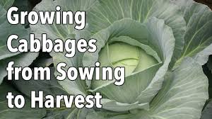In general, brassica crops are tolerant to frost. Growing Cabbages From Sowing To Harvest