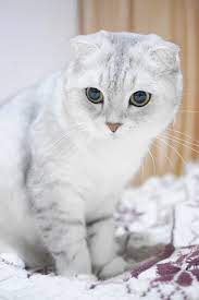 pin na doske sobaki koshki i drugie zveri